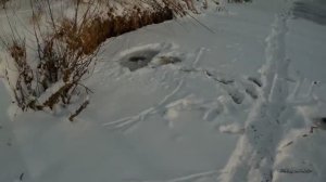 Налим на живца зимой. 1 сезон. 4 серия. (Проверка поставушек на налима. Ловля живца)