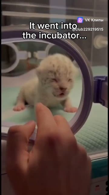 История гепарда смотреть онлайн