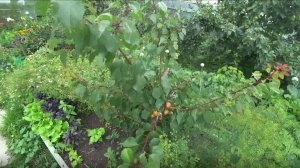 Земли мало для посадки