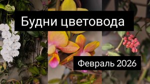 будни цветовода февраль 2026