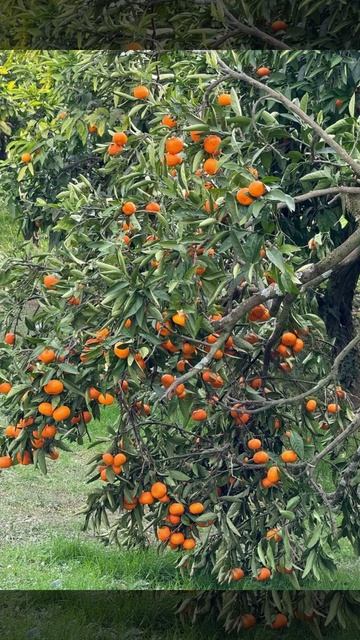 Сегодня 02.02.2026 в Абхазии радуют взор и поднимают настроение жёлто-оранжевые «вкусняшки» смотреть онлайн