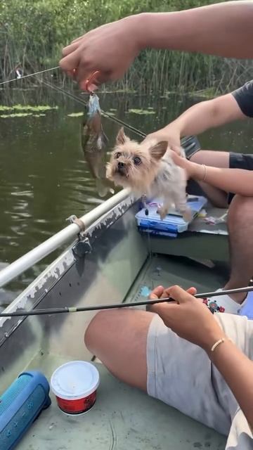 Дайте рыбку пёселю смотреть онлайн