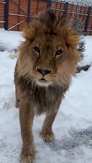 Лев Шерхан. Кто такой лохматый кот?