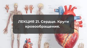 Лекция 21. Сердце. Круги кровообращения.