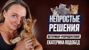Стерилизация кошки | В каких случаях она нужна