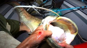 ОНО КУСАЛО РУКУ... НО Я ТАЩИЛ!! РЫБАЛКА НА СОМА И САЗАНА