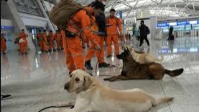 Камчатские спасатели сняли двух собак с дрейфующей льдины в бухте Раковой. смотреть онлайн