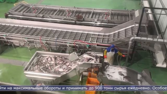 30.01.2026 Юрий Трутнев оценил работу нового рыбоперерабатывающего завода в Озёрском смотреть онлайн