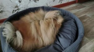 Братьям нашим меньшим посвящается.