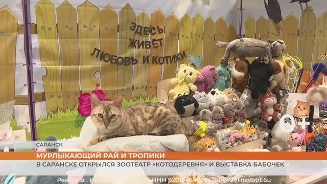 В Саранске открылся зоотеатр «Котодеревня» и выставка бабочек смотреть онлайн