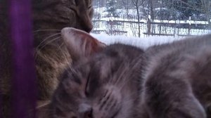 Кошки балдеют от моего пения