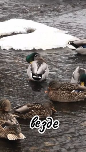 А мы думаем, что они прилетели