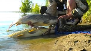 ЭТО ТОРПЕДЫ... МЕТРОВЫЕ МОНСТРЫ!! ПРОСТО НА ЧЕРВЯ РЫБАЛКА НА САЗАНА