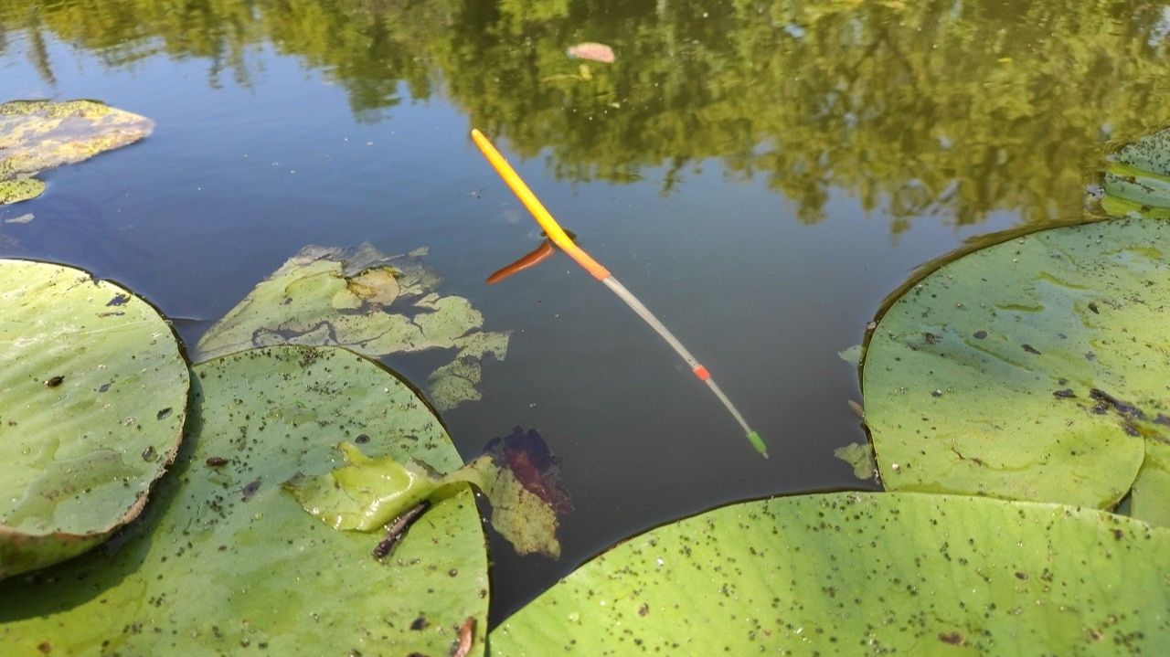 МОНСТРЫ ЛОМАЮТ КУВШИНКИ !!! Рыбалка на поплавок, крупный карась смотреть онлайн