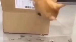 К обращению 💜🐺ДАРИНА💜🐺 грызёт коробку и пердит как бензопила