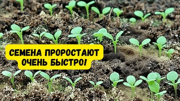 Посеянные семена всходят быстро и дружно — вот что нужно сделать.