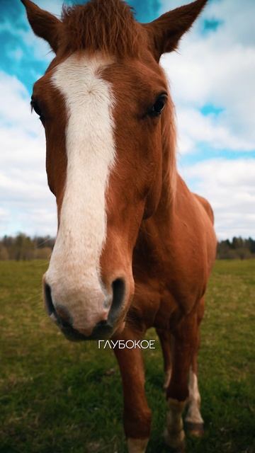 Reels - История с лошадью