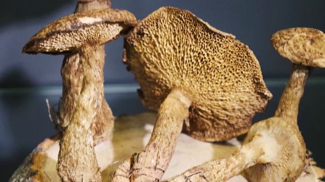 Экспозиция лиофилизированных грибов