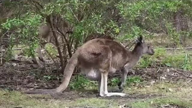 Правдивая Ольга. Самвел Адамян против полиции смотреть онлайн