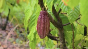 Cacao Farm & Fruit Orchard | Can Tho, Vietnam