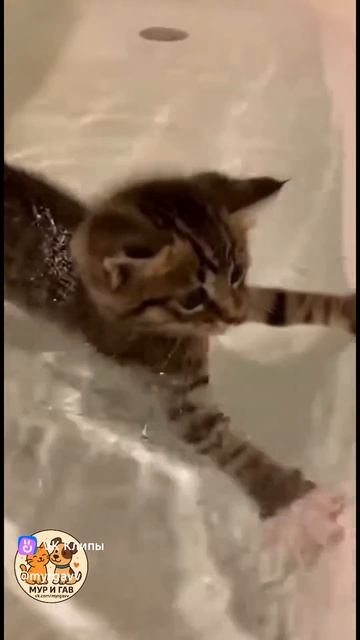 Котенок не боящийся воды смотреть онлайн