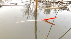 Первый ПОПЛАВОК весной и сразу САЗАН!!! Рыбалка весной на карася