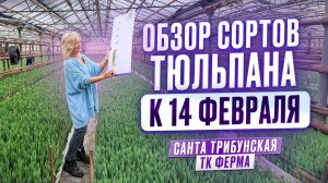 Обзор на сорта тюльпанов к отгрузкам 14 февраля