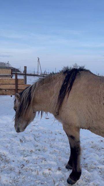 Лошадь природа