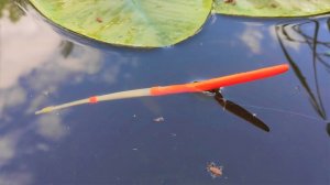 В речке по-колено ПОЛНО РЫБЫ!!!! Рыбалка на поплавок - карась, сазан