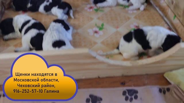 Щенки русского спаниеля 16 дней смотреть онлайн