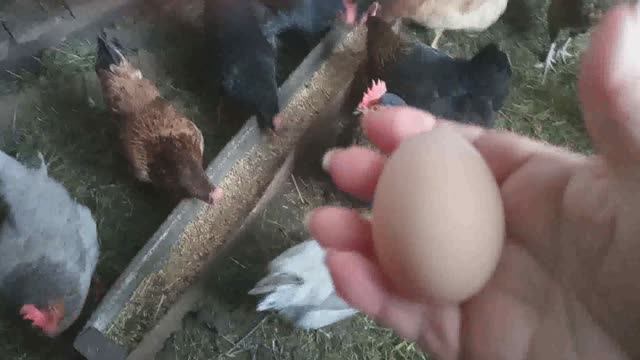 СНЕГ ПРИБАВЛЯЕТСЯ / УЕХАЛИ в ГОСТИ / КУРОЧКИ смотреть онлайн