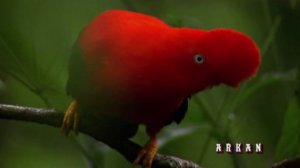 Фаусто Папетти - Райская мелодия (клип)