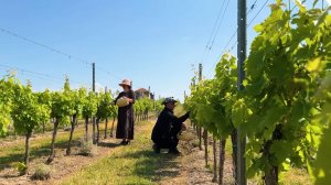 Азербайджанская долма  из виноградных листьев  Азербайджанская Кухня Деревенская Кухня  Рецепты