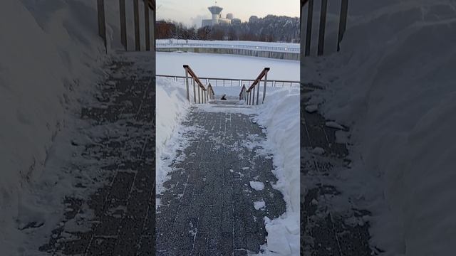 Своенравность и упрямство маламута  это вот 🤦🏻♀️😁🐾🐻❤️❄️VID_20260131_084009