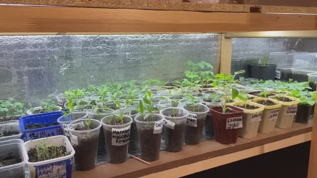 РАССАДА растет дружно! Обзор стеллажа и парника! смотреть онлайн