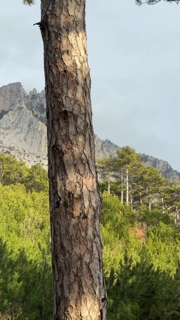 Ай-Петри в Крыму- это мощь, красота и восхищение! Крым 2026 #крым2026 #путешествия #айпетри смотреть онлайн