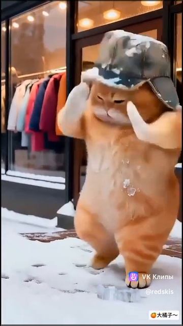 Танцующий котик смотреть онлайн