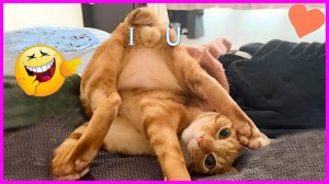 Смешные и забавные животные 😻😺 Лучшие приколы с животными 🐶 Подборка приколов с животными