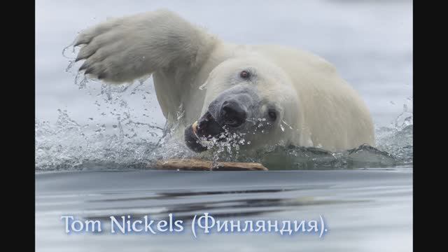 Об итогах World Nature Photography Awards 2025 смотреть онлайн