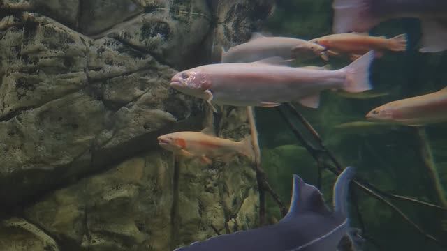 Янтарная форель. Осетр-бестер. Рыбки. Рыбы. Океанариум РИО смотреть онлайн