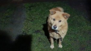 Пришёл в гостиРыжуля