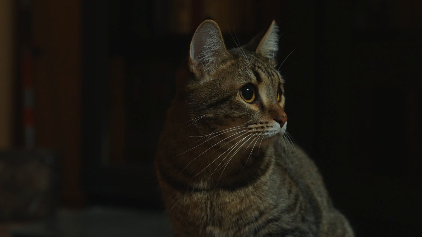 Мягкие лапки | История кота Зака