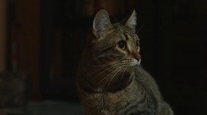 Мягкие лапки | История кота Зака