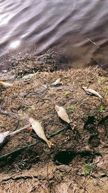 Почему браконьеры уничтожают рыбу?