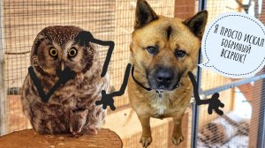 Дизайн лежанки от Пса Кубика. Маленькая сова Лучик показывает чудеса послушания и миленькости