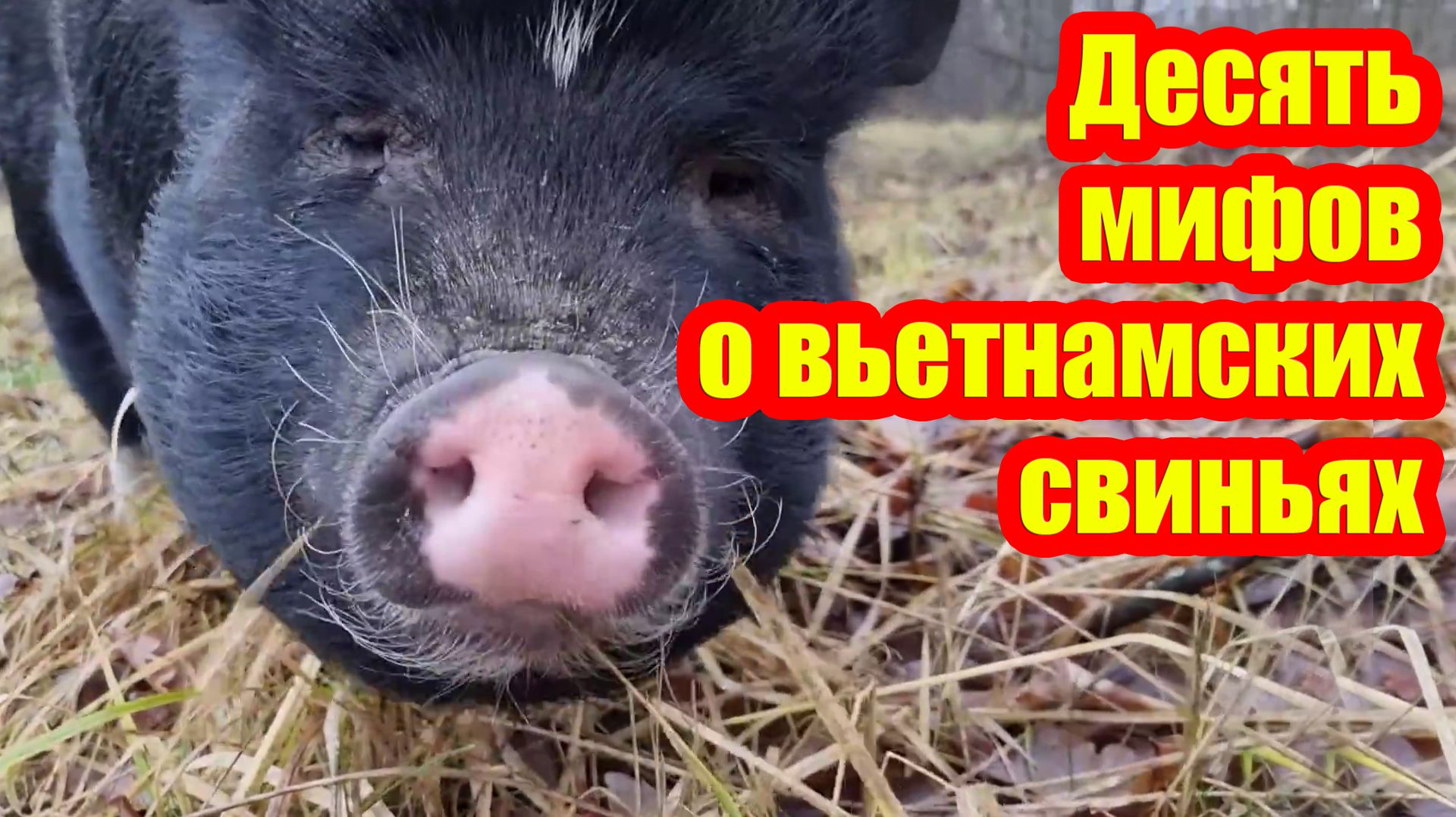 Вьетнамские свиньи. 10 плюсов и мифы о содержании вьетнамских свиней. смотреть онлайн