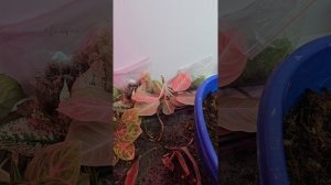 Гниль на Аглаонемах.