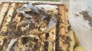 Контроль начала стимуляции пчел