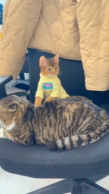 Массажист смотреть онлайн