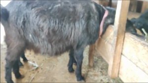 Снято март 2025 года..Ввожу ЗЦМ. Козлята. Жизнь в хозяйстве.